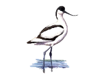 Чоботар (шилодзьобка) (Recurvirostra avosetta Linnaeus, 1758)